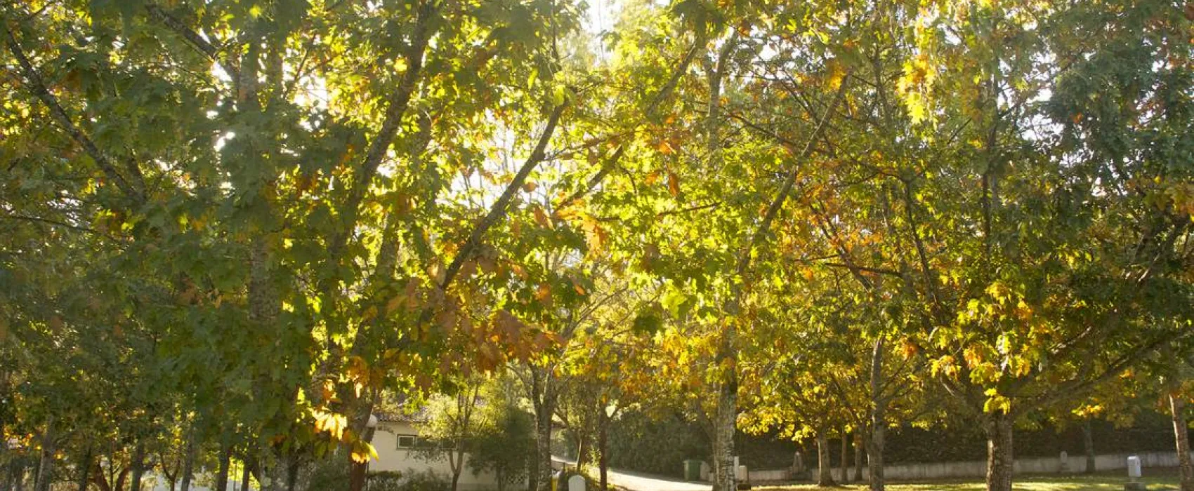 Góis Camping