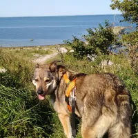 barsebackstrand-camping-stugby-barseback-zvmny