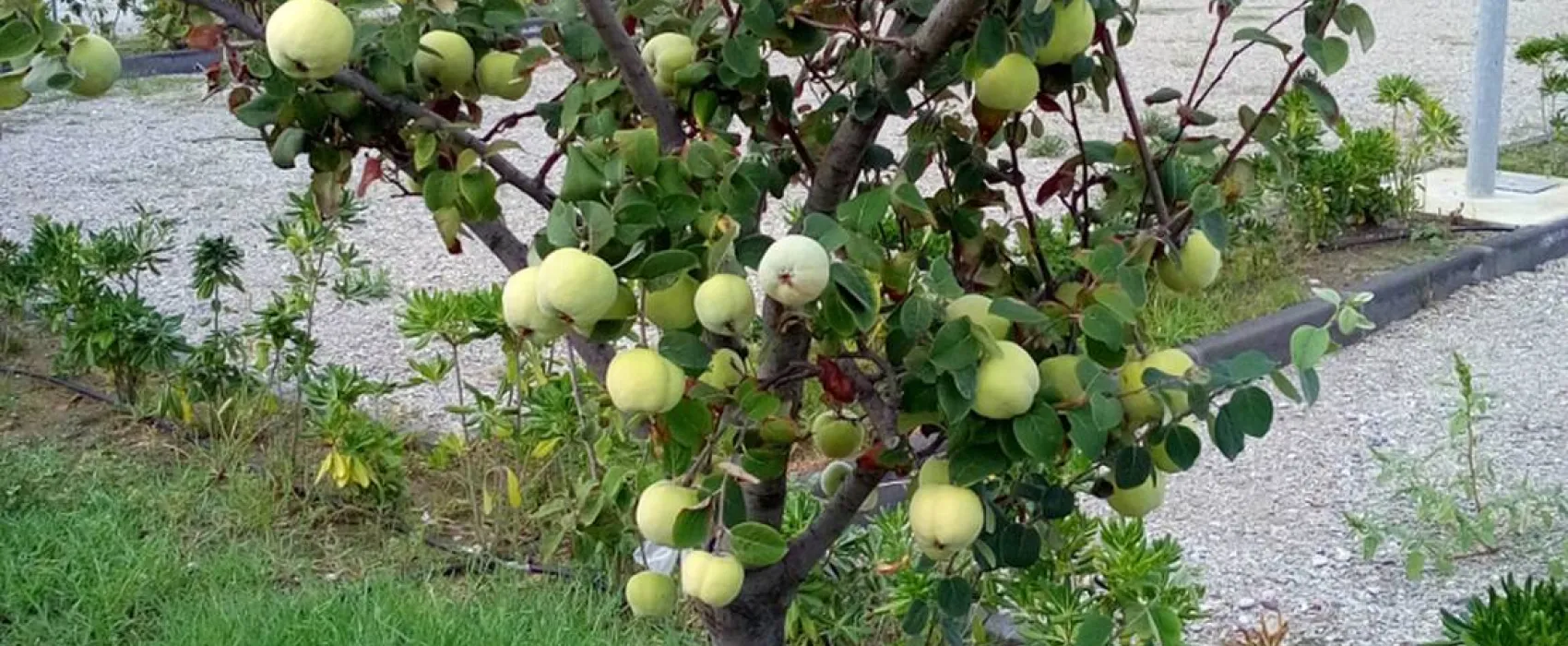 Agricampeggio Alessandra
