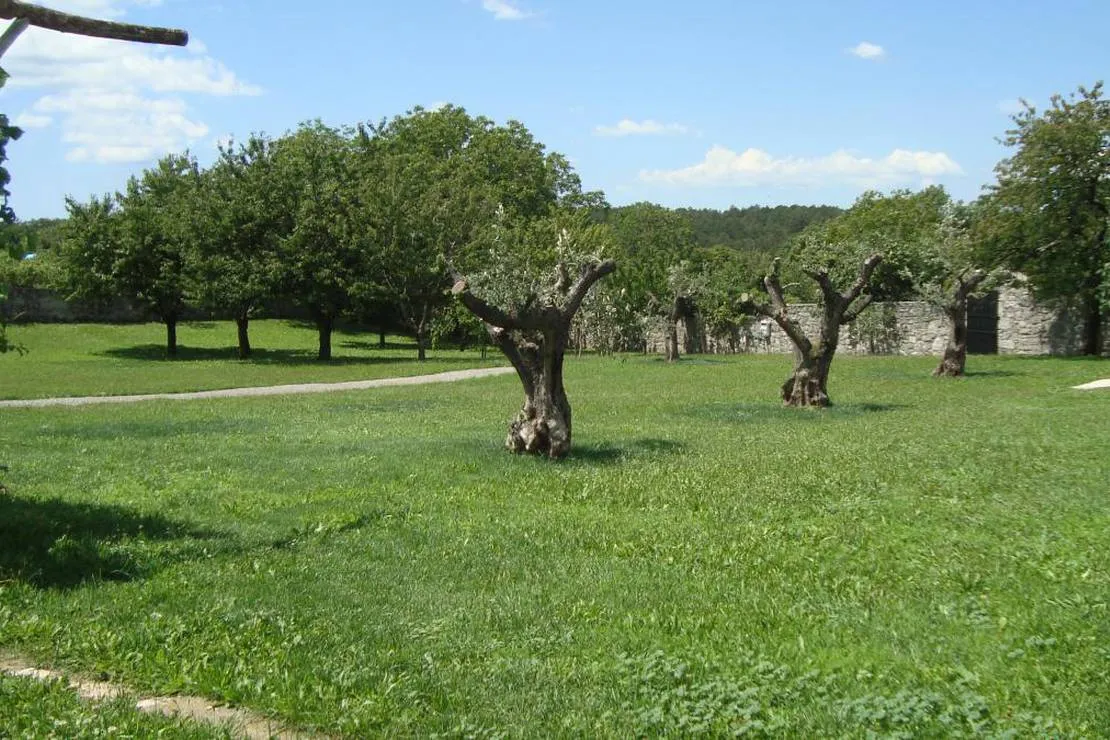camp-brajda-sezana-clqtm