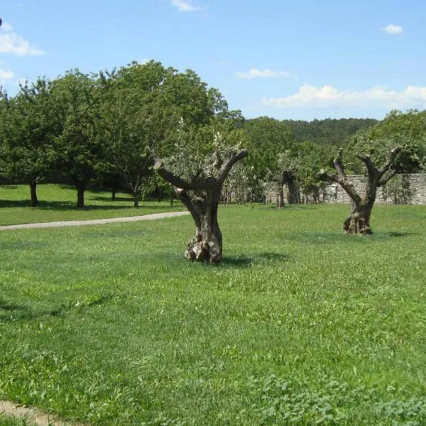 camp-brajda-sezana-clqtm