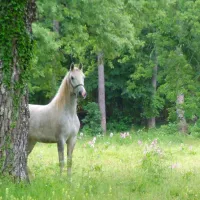 camp-brajda-sezana-rwejw