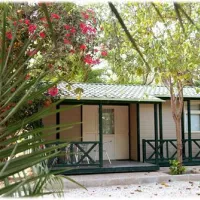 camping-internacional-las-palmeras-crevillent-mnqhu