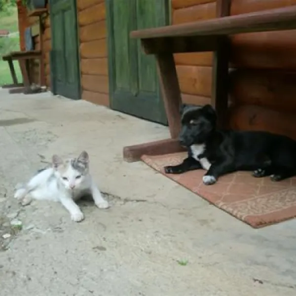 camp-mostrafting-rooms-tara-abljak-zby83