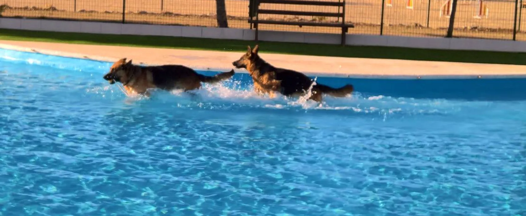 Trust Resort Canino