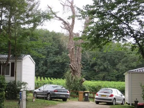 camping-le-pressoir-petit-palais-et-cornemps-jnghe