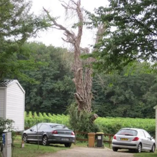 camping-le-pressoir-petit-palais-et-cornemps-jnghe