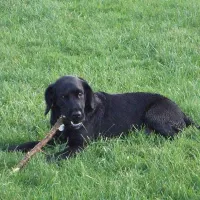 cambrose-touring-park-redruth-wbqwt