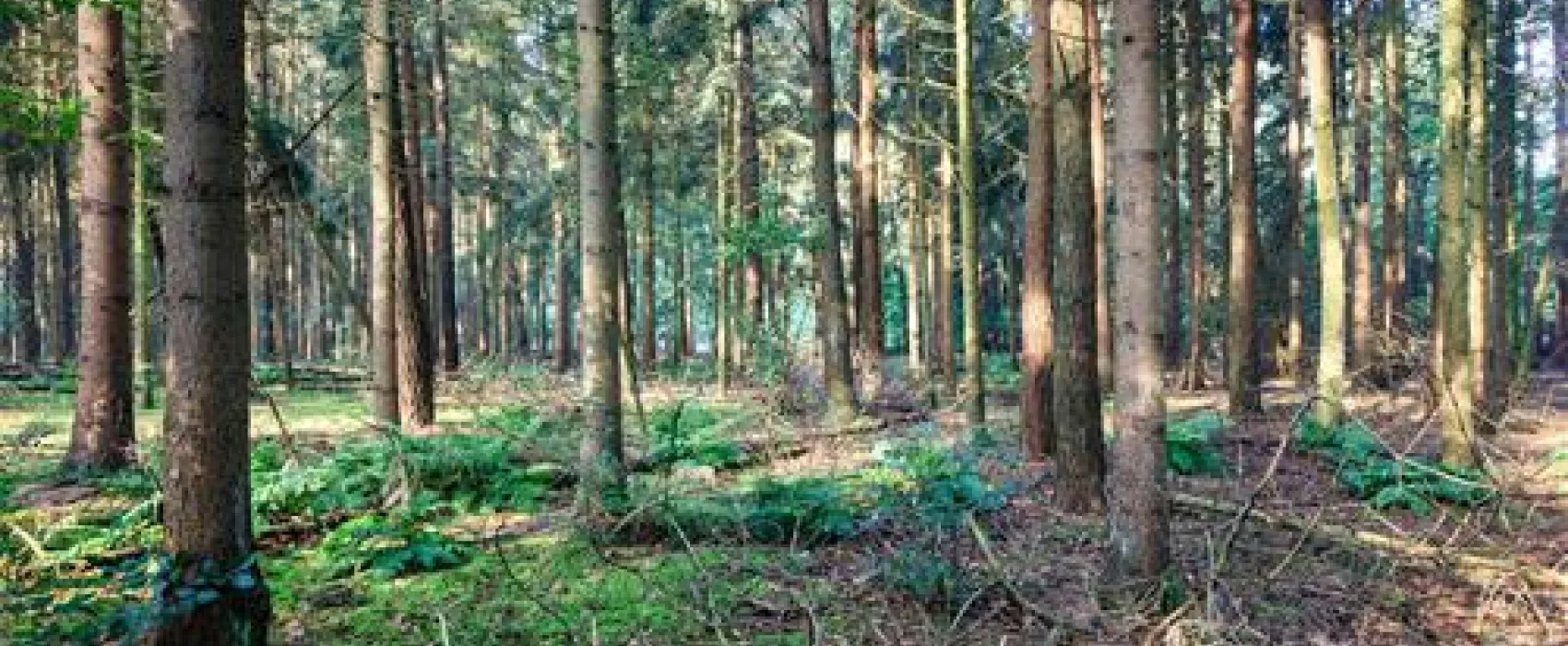 Bospark Ede