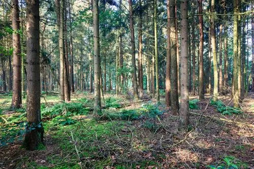 bospark-ede-ede-gn4nu