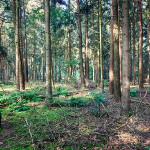 bospark-ede-ede-gn4nu