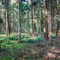 bospark-ede-ede-gn4nu
