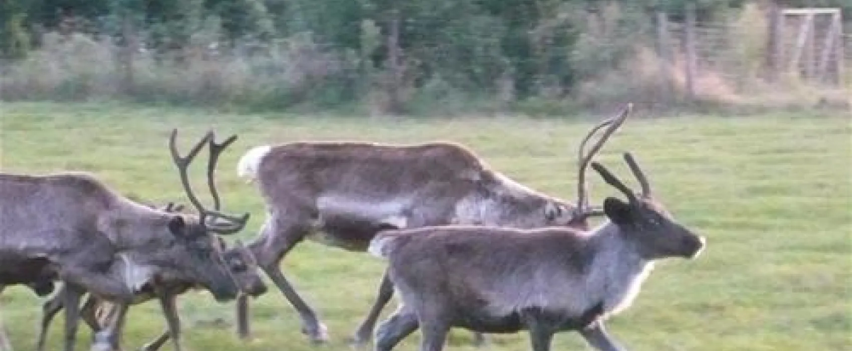 Camping de Meibeek