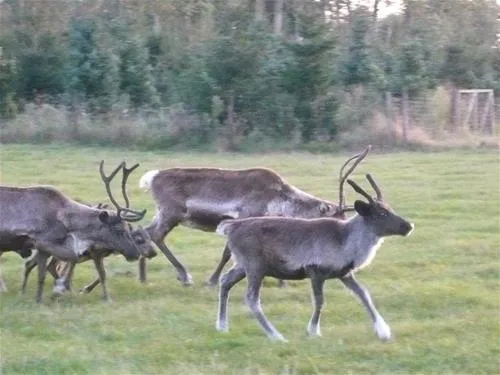 camping-de-meibeek-ruurlo-syxj5