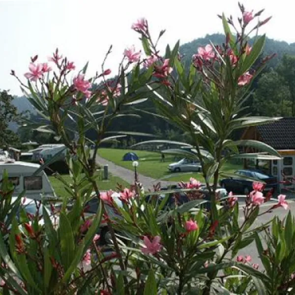 paradisegarden-camping-kaumberg-8p7vv