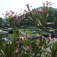 paradisegarden-camping-kaumberg-8p7vv