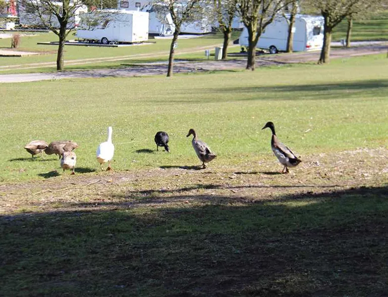 newhaven-caravan-and-camping-park-buxton-fmnd5