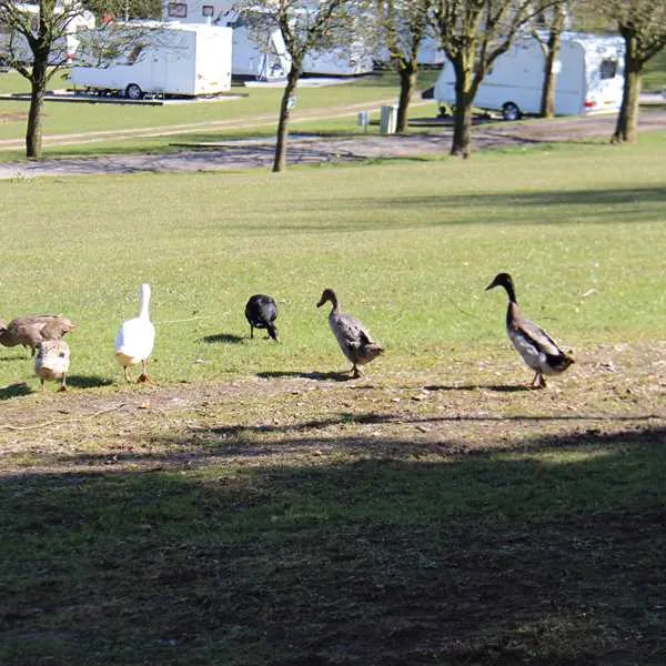 newhaven-caravan-and-camping-park-buxton-fmnd5