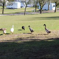 newhaven-caravan-and-camping-park-buxton-fmnd5