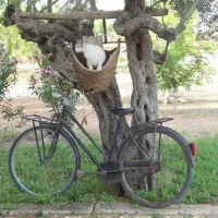 camping-lilybeo-village-marsala-ws83t