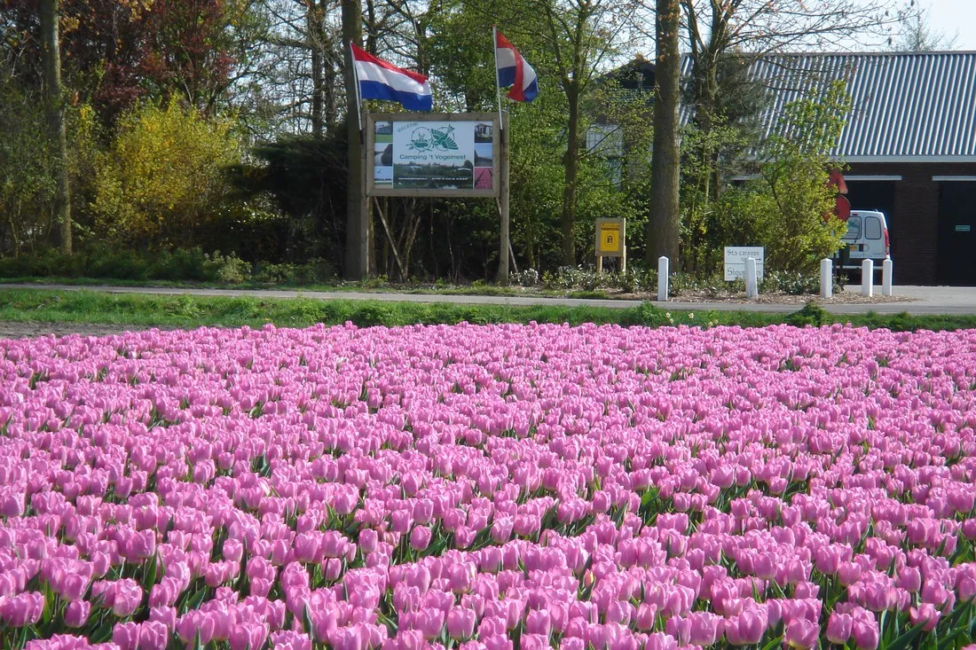 t-vogelnest-stad-aan-t-haringvliet-ftpxo