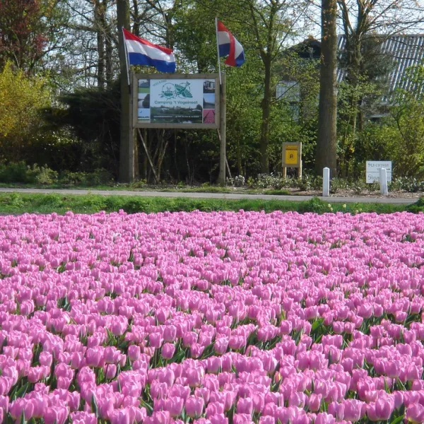 t-vogelnest-stad-aan-t-haringvliet-ftpxo