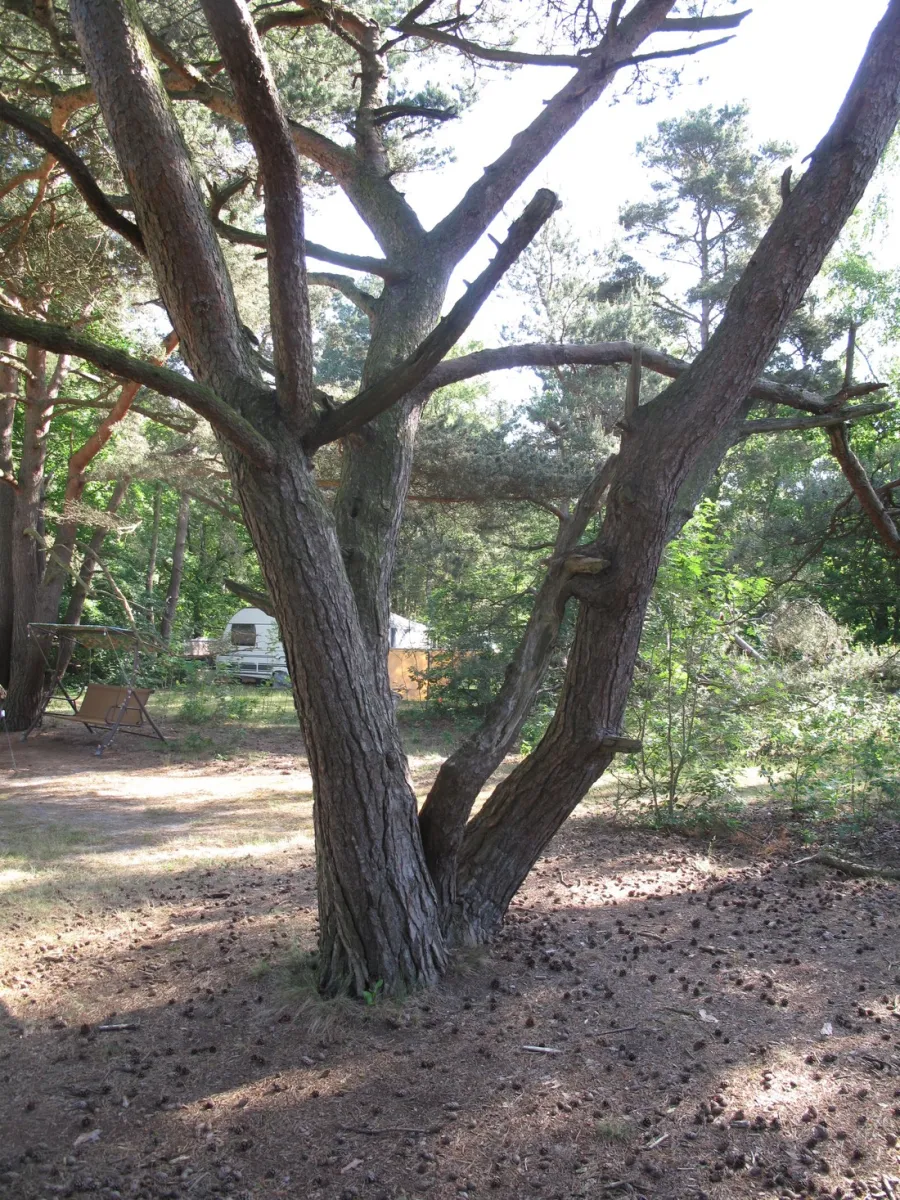 de-fransche-kamp-bussum-zoe8g