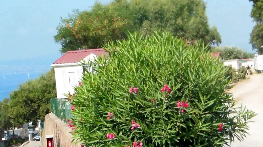 lile-dor-st-raphael-w2uok