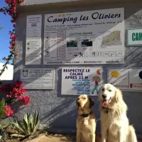 camping-les-oliviers-monticello-e8uiz