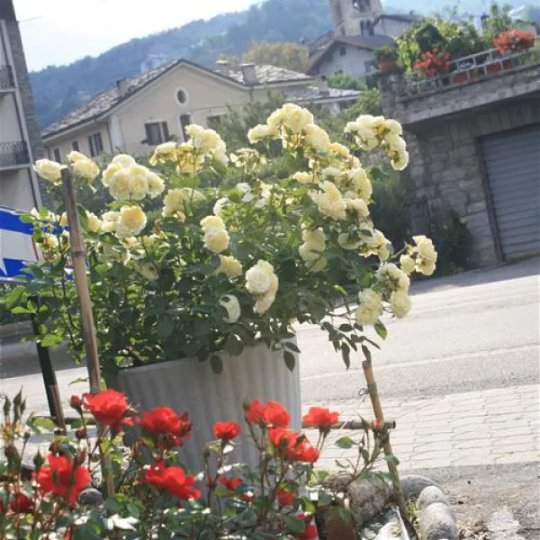 campeggio-monte-bianco-sarre-mwgx8