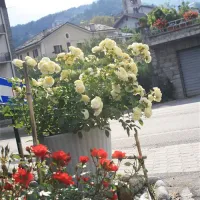 campeggio-monte-bianco-sarre-mwgx8