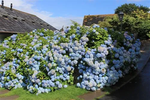 carlyon-bay-caravan-camping-park-st-austell-aidol