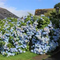 carlyon-bay-caravan-camping-park-st-austell-aidol