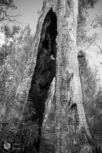 mambray-creek-campground-wilmington-xf6k9