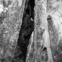 mambray-creek-campground-wilmington-xf6k9