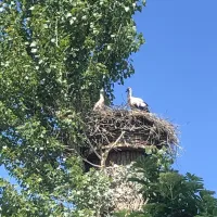 natuurkampeerterrein-oude-willem-oude-willem-mecfg