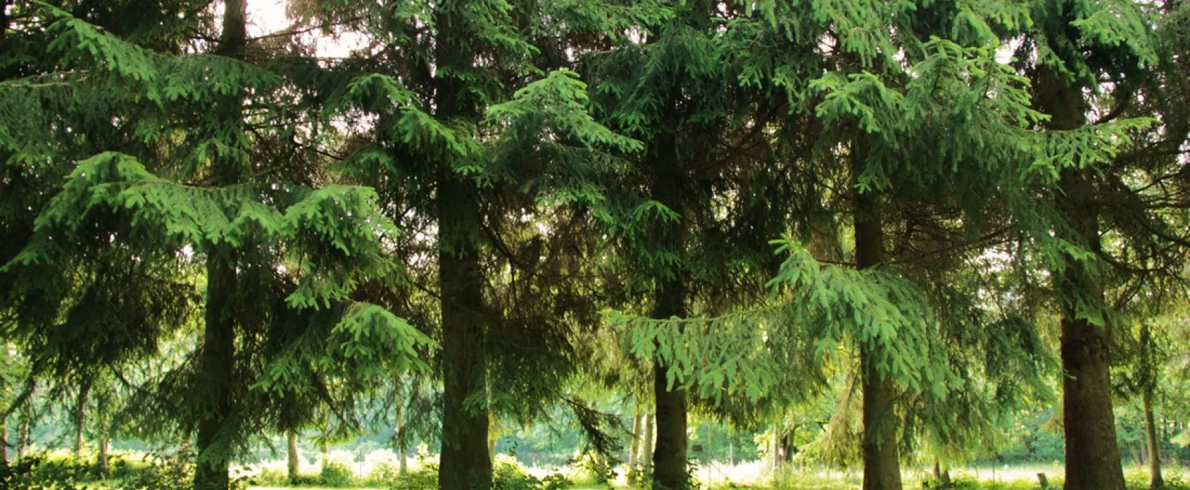 Bergseecamp
