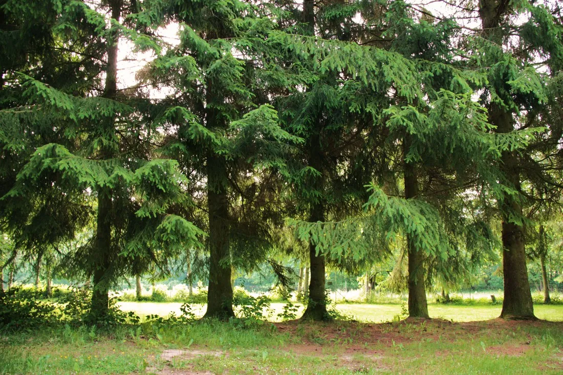bergseecamp-delliehausen-djxpn