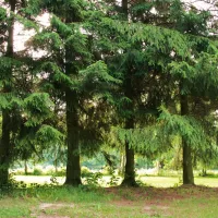 bergseecamp-delliehausen-djxpn