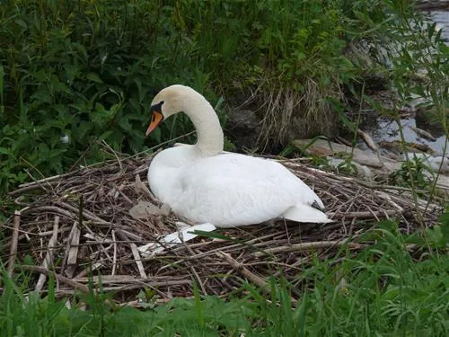 camping-au-an-der-donau-au-an-der-donau-6evca