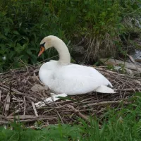 camping-au-an-der-donau-au-an-der-donau-6evca