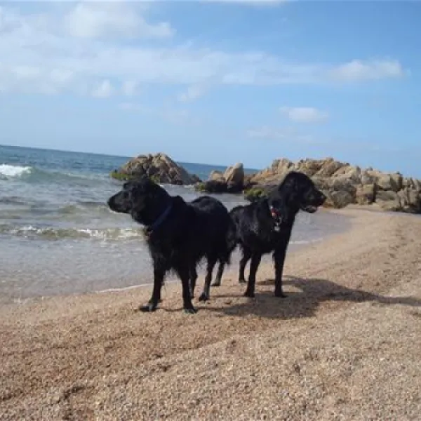 camping-baia-blu-la-tortuga-aglientu-klyut
