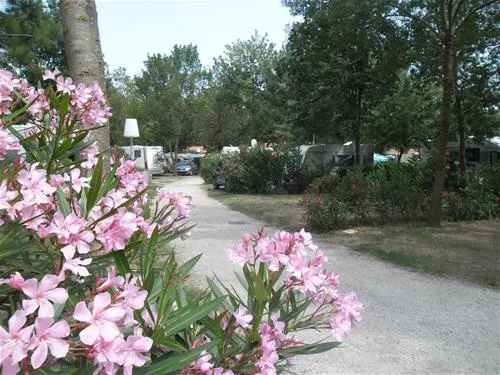 camping-les-pins-argels-sur-mer-lhl0g