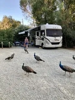 ventura-ranch-koa-santa-paula-wawv8