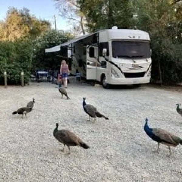 ventura-ranch-koa-santa-paula-wawv8