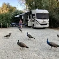 ventura-ranch-koa-santa-paula-wawv8