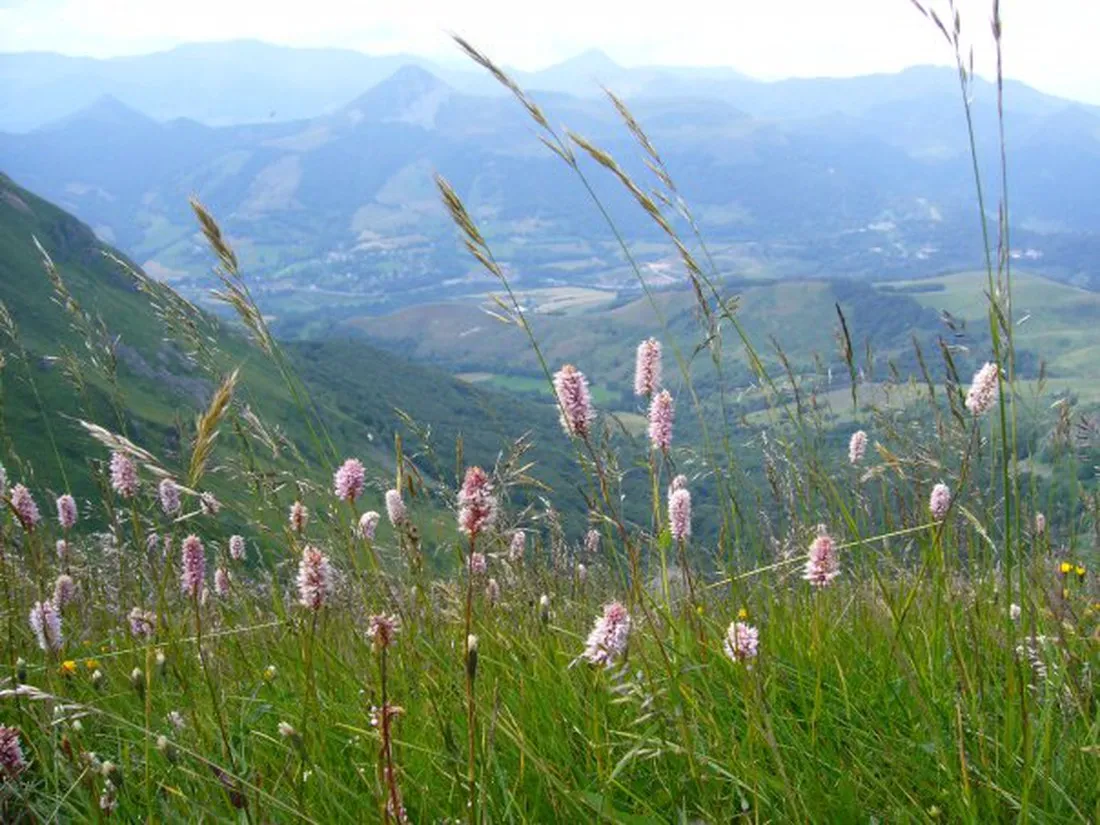 la-presquile-du-puech-des-ouilhes-lacapelle-viescamp-cantal-eoqqa