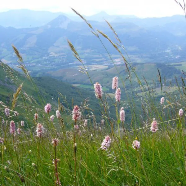 la-presquile-du-puech-des-ouilhes-lacapelle-viescamp-cantal-eoqqa
