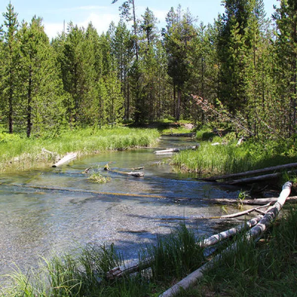 fish-creek-road-dispersed-camping-island-park-tj5zg