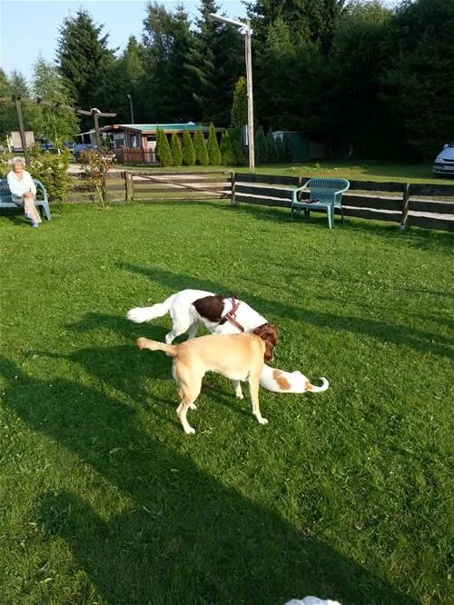 camping-silberborn-holzmindensiberborn-j5vne